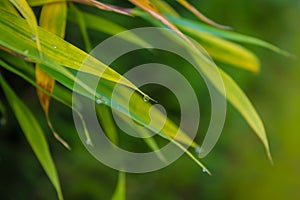 Waterdrop on a bamboo leaf, green picture