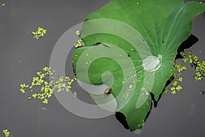 Waterdrop in the big grean leaf of a lotus flower