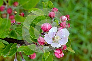 Waterdrop Blossom on Apple Tree 08