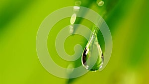 Waterdrop falling from grass