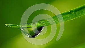 Waterdrop falling from grass