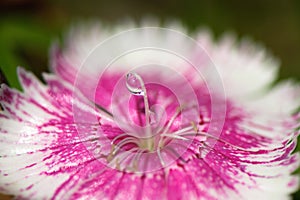 Waterdrop flower