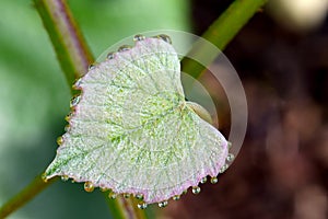 Waterdrop Grapeleaf 06