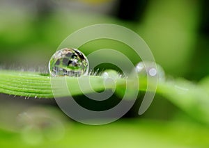 Waterdrop on gras in the sunshine