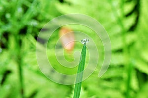 Water Drop Green Grass Blade 02