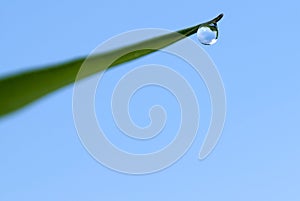 Waterdrop on grass