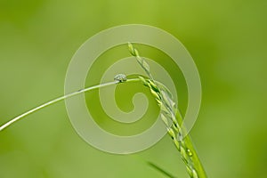 waterdrop on a grass blade