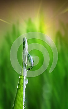 Waterdrop on green on a blade of grass photo