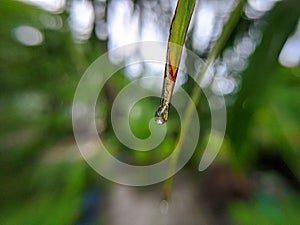 Waterdrop on a green leaves with blur background.