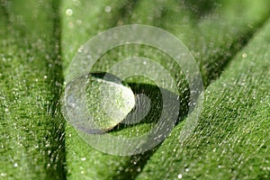 Waterdrop on a leaf