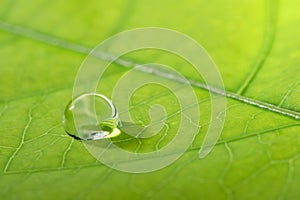 Waterdrop on a leaf photo