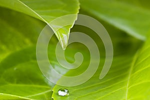 Waterdrop from leaf photo