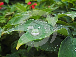 Waterdrop on leaf