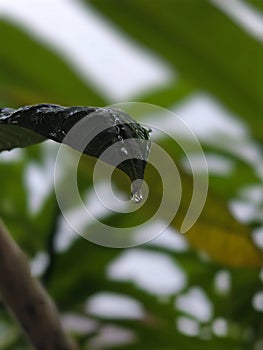 Waterdrop On Leave