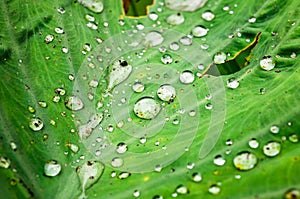 waterdrop on the lotus leaf