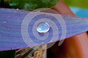 Waterdrop macro on Tradescantia leaf