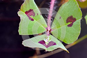 Water Drop on Spotted Medick 01