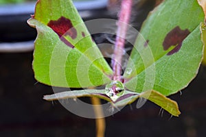 Water Drop on Spotted Medick 06