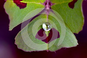 Water Drop on Spotted Medick 10