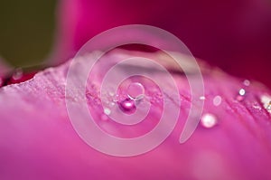 Waterdrop on pink flower leave