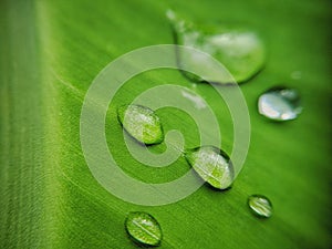 Waterdrop rain banana leaf closeup