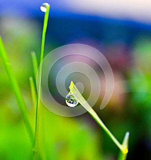 waterdrop or raindrop on grass blade macro