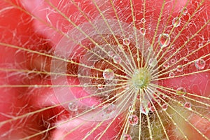 Waterdrop reflection on dandelion seed