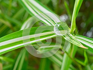 waterdrop on small plant leaf