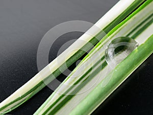 waterdrop on small plant leaf