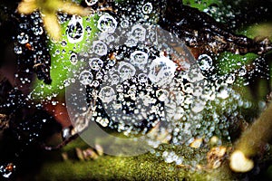 Waterdrop at the spiderweb into the county