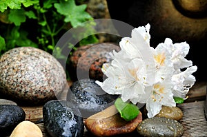 Waterdrop Stone Flower