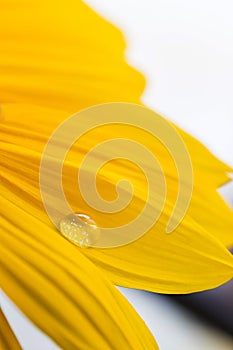 Waterdrop on a sunflower