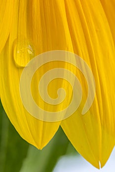 Waterdrop on a sunflower