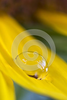 Waterdrop on a sunflower