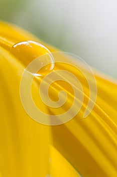 Waterdrop on a sunflower