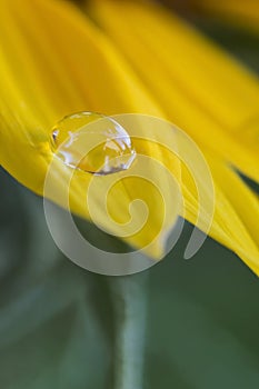 Waterdrop on a sunflower photo