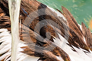 Waterdrop on surface of pelican feather, nature close-up shot