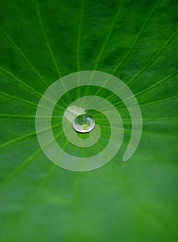 Waterdrop on lotus leaf