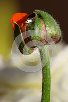 Waterdroplet and one budding ranunculus photo