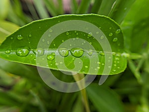 Waterdroplets on green leaves, nature concept