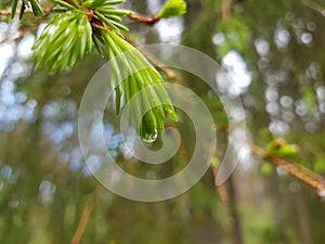 Waterdroplets on lush green forest foliage and plant in summer after a heavy rainfall