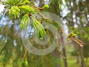 Waterdroplets on lush green forest foliage and plant in summer after a heavy rainfall