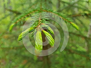 Waterdroplets on lush green forest foliage and plant in summer after a heavy rainfall