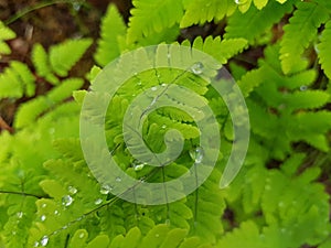 Waterdroplets on lush green forest foliage and plant in summer after a heavy rainfall