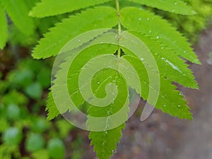 Waterdroplets on lush green forest foliage and plant in summer after a heavy rainfall