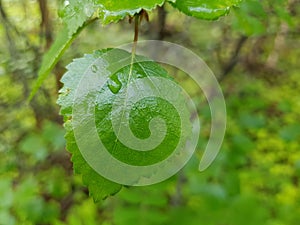 Waterdroplets on lush green forest foliage and plant in summer after a heavy rainfall