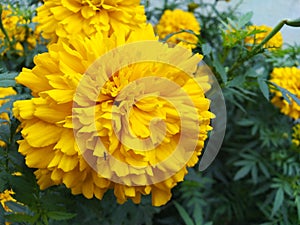 Waterdroplets on marigold flower in nature