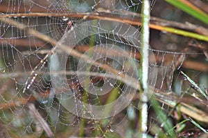 Waterdroplets on spider web morning click