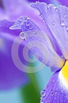 Waterdrops photo