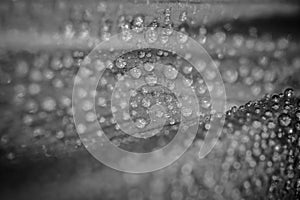 Waterdrops in black and white